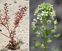 Attēlu rezultāti vaicājumam “Lepidium densiflorum flower”
