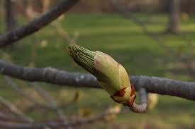 Attēlu rezultāti vaicājumam “Aesculus flava bud”