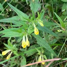 Attēlu rezultāti vaicājumam “Melampyrum pratense leaf”
