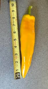 Afbeeldingsresultaat voor marconi golden sweet pepper