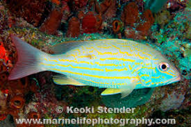 Image result for Lutjanus synagris