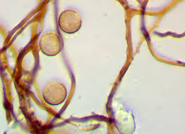 Attēlu rezultāti vaicājumam “Collaria rubens macro”