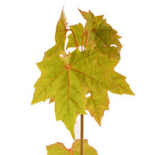 Attēlu rezultāti vaicājumam “Salix pentandra leaf”