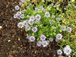 Attēlu rezultāti vaicājumam “Jasione montana leaf”