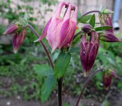 Attēlu rezultāti vaicājumam “Aquilegia vulgaris bud”