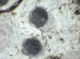 Attēlu rezultāti vaicājumam “Acrocordia gemmata”