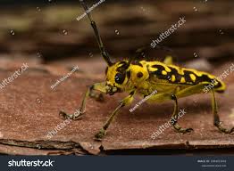 Attēlu rezultāti vaicājumam “Saperda scalaris”