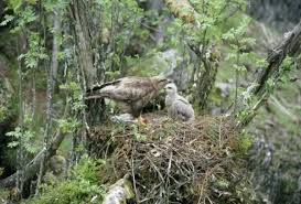 Attēlu rezultāti vaicājumam “Buteo buteo nest”