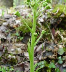 Attēlu rezultāti vaicājumam “Petasites spurius bud”