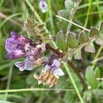 Attēlu rezultāti vaicājumam “Vicia sepium fruit”