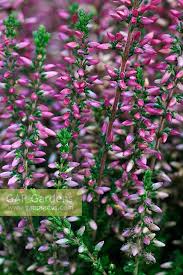 Attēlu rezultāti vaicājumam “Calluna vulgaris bud”