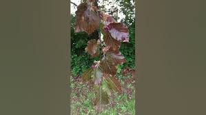 Attēlu rezultāti vaicājumam “Fagus sylvatica fo. purpurea female flower”