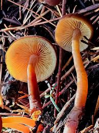 Attēlu rezultāti vaicājumam “Gymnopilus picreus”