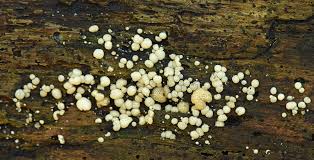 Attēlu rezultāti vaicājumam “Hypocrea gelatinosa”