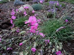 Image result for Dianthus