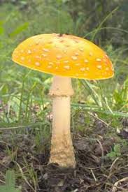 Attēlu rezultāti vaicājumam “Ceratiomyxa fruticulosa young”