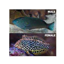 Attēlu rezultāti vaicājumam “Meleagris male”