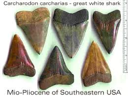 Image result for Carcharodon carcharias