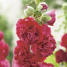 Image result for Stockrose