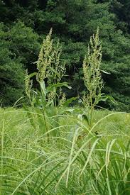 Attēlu rezultāti vaicājumam “Rumex hydrolapathum”