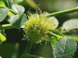 Attēlu rezultāti vaicājumam “Diplolepis rosae”