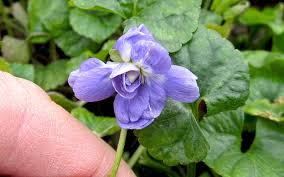 Image result for Veilchen