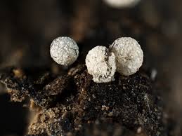 Attēlu rezultāti vaicājumam “Badhamia dubia”