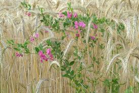 Attēlu rezultāti vaicājumam “Lathyrus tuberosus”