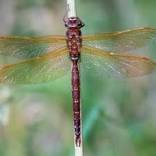 Attēlu rezultāti vaicājumam “Paludella squarrosa”