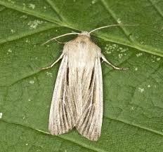 Attēlu rezultāti vaicājumam “Leucania comma”