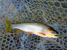 Image result for Oncorhynchus clarkii