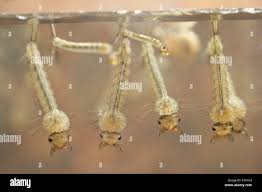Attēlu rezultāti vaicājumam “Culex pipiens larva”