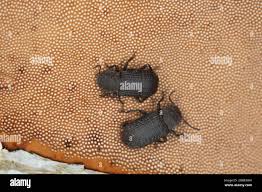 Attēlu rezultāti vaicājumam “Bolitophagus reticulatus larva”