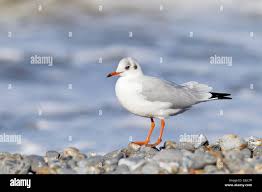 Image result for Chroicocephalus ridibundus