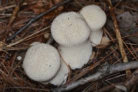 Attēlu rezultāti vaicājumam “Lycoperdon perlatum”