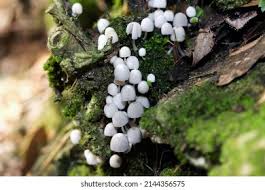 Attēlu rezultāti vaicājumam “Badhamia panicea”