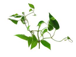 Attēlu rezultāti vaicājumam “Clematis leaf”