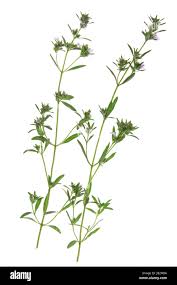 Image result for Bohnenkraut