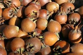 Attēlu rezultāti vaicājumam “Mespilus germanica fruit”