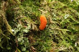 Attēlu rezultāti vaicājumam “Ophiotheca chrysosperma macro”