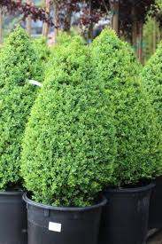 Attēlu rezultāti vaicājumam “Buxus sempervirens”