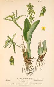 Attēlu rezultāti vaicājumam “Liparis loeselii”