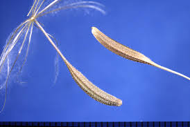 Attēlu rezultāti vaicājumam “Didymium xanthopus stalked”