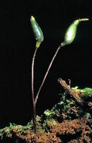 Attēlu rezultāti vaicājumam “Buxbaumia”