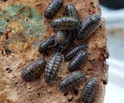 Attēlu rezultāti vaicājumam “Badhamia versicolor”