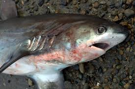 Image result for Alopias pelagicus