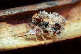 Attēlu rezultāti vaicājumam “Chrysopidae larva”