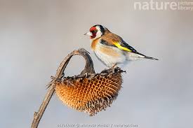 Attēlu rezultāti vaicājumam “Carduelis carduelis”