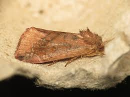 Attēlu rezultāti vaicājumam “Cosmia pyralina”