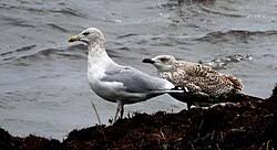 Attēlu rezultāti vaicājumam “Larus argentatus eggs”